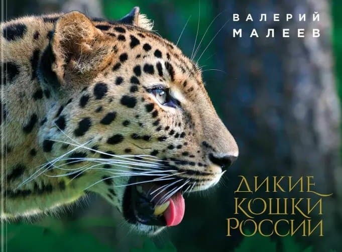 Дикие кошки России: иллюстрированный авторский фотоальбом